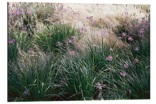 Aluminium print Secret Garden