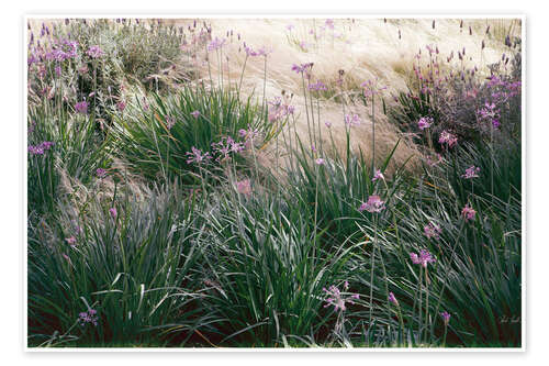 Poster Secret Garden