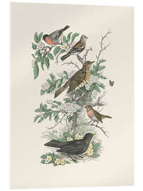 Acrylic print Honeybloom Bird I