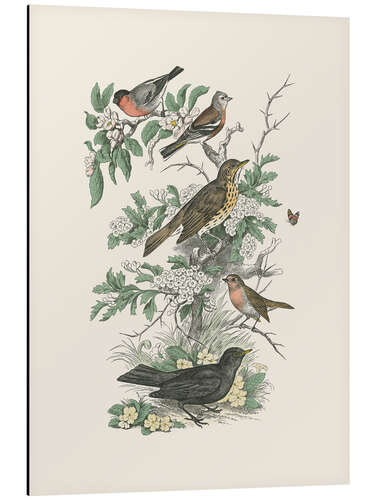 Aluminium print Honeybloom Bird I