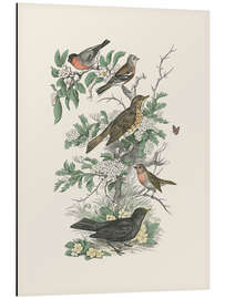 Aluminium print Honeybloom Bird I