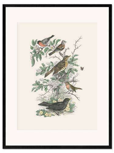 Impresión de arte enmarcada Honeybloom Bird I