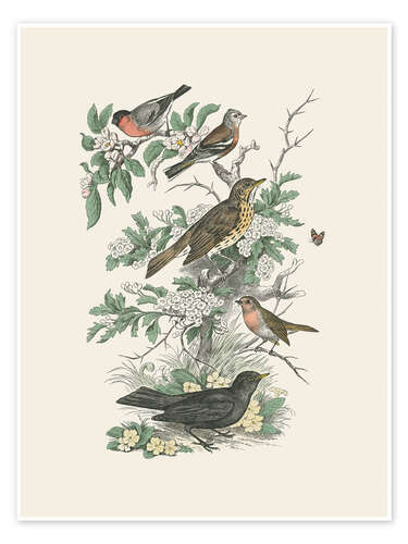 Poster Honeybloom Bird I