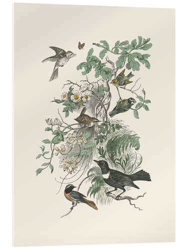 Acrylic print Honeybloom Bird II