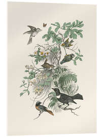 Acrylic print Honeybloom Bird II
