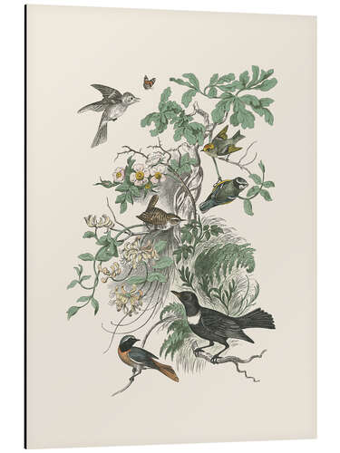 Aluminium print Honeybloom Bird II