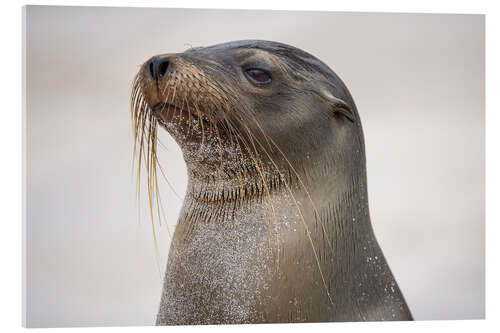 Cuadro de metacrilato Portrait Galapagos Sea Lion