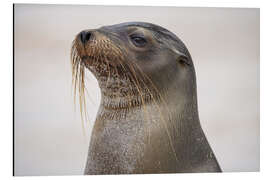 Aluminium print Portrait Galapagos Sea Lion - Jones &amp; Shimlock