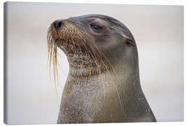 Canvas print Portrait Galapagos Sea Lion - Jones &amp; Shimlock