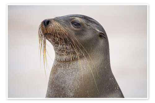 Poster Portrait Galapagos Sea Lion