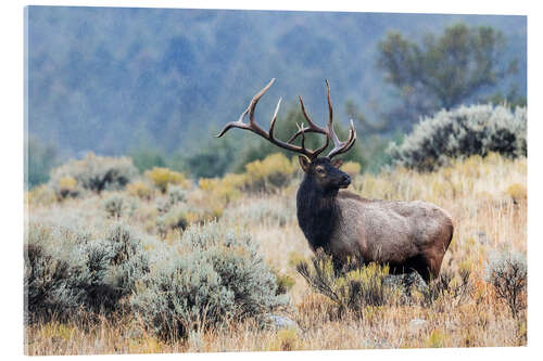 Acrylic print Bull Elk, Wyoming, USA
