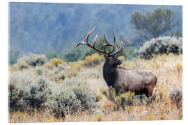 Acrylic print Bull Elk, Wyoming, USA - Jones &amp; Shimlock