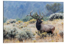 Tableau en aluminium Bull Elk, Wyoming, USA - Jones &amp; Shimlock