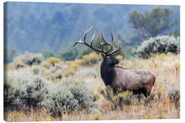 Leinwandbild Elchbulle, Wyoming, USA - Jones &amp; Shimlock