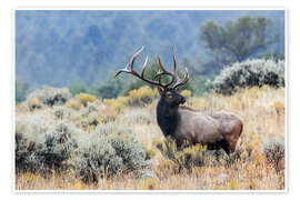 Wall print Bull Elk, Wyoming, USA - Jones &amp; Shimlock