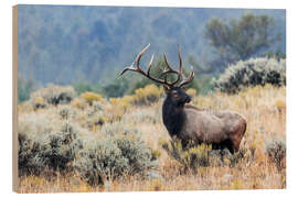 Stampa su legno Bull Elk, Wyoming, USA - Jones &amp; Shimlock