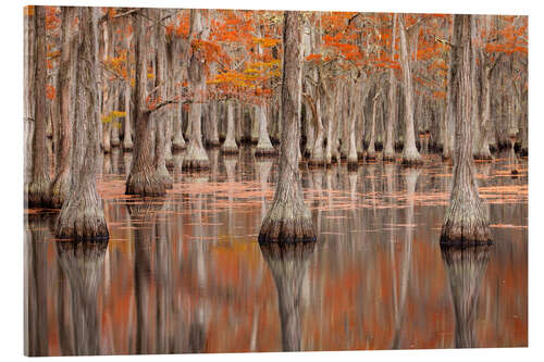 Acrylic print Cypress Trees in the Fall, George Smith State Park