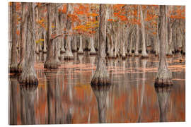 Acrylic print Cypress Trees in the Fall, George Smith State Park - Jones &amp; Shimlock