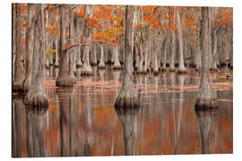 Alubild Zypressenbäume im Herbst, George Smith State Park - Jones &amp; Shimlock