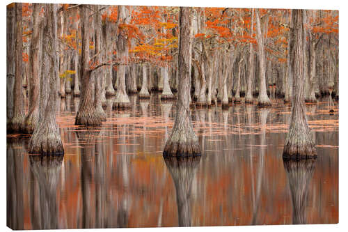 Tableau sur toile Cypress Trees in the Fall, George Smith State Park