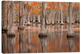 Tableau sur toile Cypress Trees in the Fall, George Smith State Park - Jones &amp; Shimlock