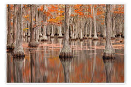 Reprodução Cypress Trees in the Fall, George Smith State Park - Jones &amp; Shimlock