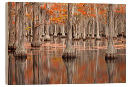 Wood print Cypress Trees in the Fall, George Smith State Park - Jones &amp; Shimlock