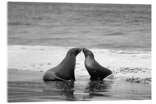 Cuadro de metacrilato Galapagos sea lion