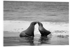 Cuadro de metacrilato Galapagos sea lion - Jones &amp; Shimlock