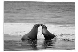 Cuadro de aluminio Galapagos sea lion - Jones &amp; Shimlock