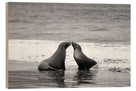 Quadro de madeira Galapagos sea lion - Jones &amp; Shimlock