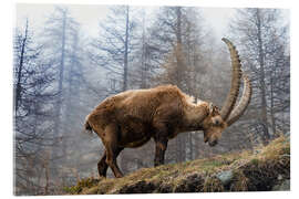Acrylic print An Alpine Ibex Grazing on a Foggy Day - Jones &amp; Shimlock