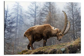 Cuadro de aluminio An Alpine Ibex Grazing on a Foggy Day - Jones &amp; Shimlock