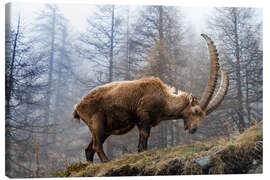 Leinwandbild Ein Alpensteinbock beim Grasen - Jones &amp; Shimlock