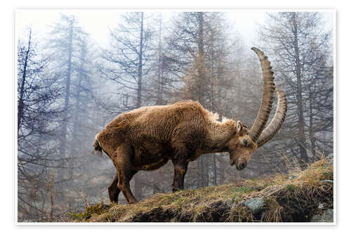 Poster Ein Alpensteinbock beim Grasen