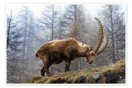 Reprodução An Alpine Ibex Grazing on a Foggy Day - Jones &amp; Shimlock