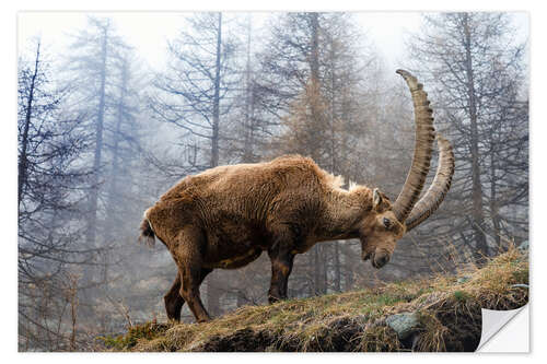 Wall sticker An Alpine Ibex Grazing on a Foggy Day