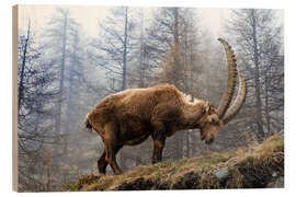 Wood print An Alpine Ibex Grazing on a Foggy Day - Jones &amp; Shimlock