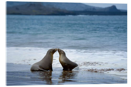 Quadro em acrílico Kissing Galapagos Sea Lion on the Beach