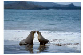 Quadro em acrílico Kissing Galapagos Sea Lion on the Beach - Jones &amp; Shimlock