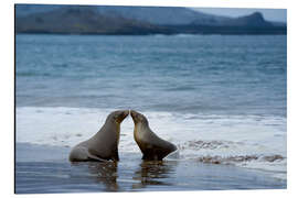 Alubild küssende Galapagos-Seelöwe am Strand - Jones &amp; Shimlock