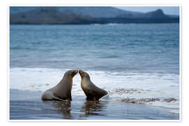 Wall print Kissing Galapagos Sea Lion on the Beach - Jones &amp; Shimlock