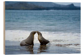 Obraz na drewnie Kissing Galapagos Sea Lion on the Beach - Jones &amp; Shimlock