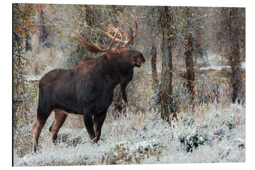 Cuadro de aluminio Bull Moose