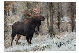 Cuadro de aluminio Bull Moose - Jones &amp; Shimlock