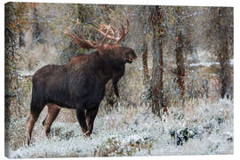 Quadro em tela Bull Moose - Jones &amp; Shimlock