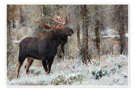 Wall print Bull Moose - Jones &amp; Shimlock