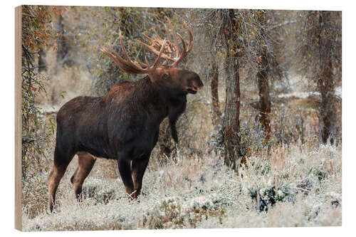Wood print Bull Moose