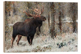 Wood print Bull Moose - Jones &amp; Shimlock