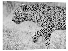 Acrylic print Leopard - Jones &amp; Shimlock